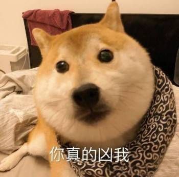 Shiba Inu Memes