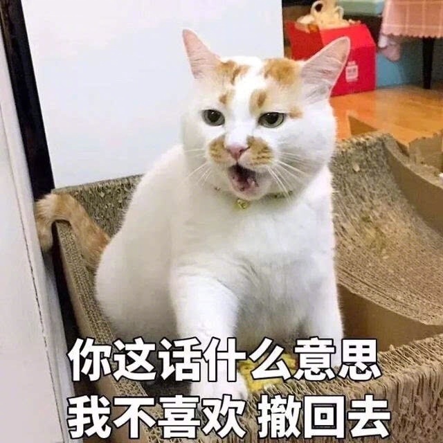 Surprised cat