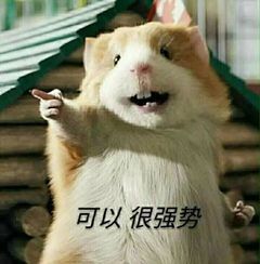 A confident little hamster.