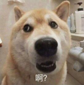 Shiba Inu confused face