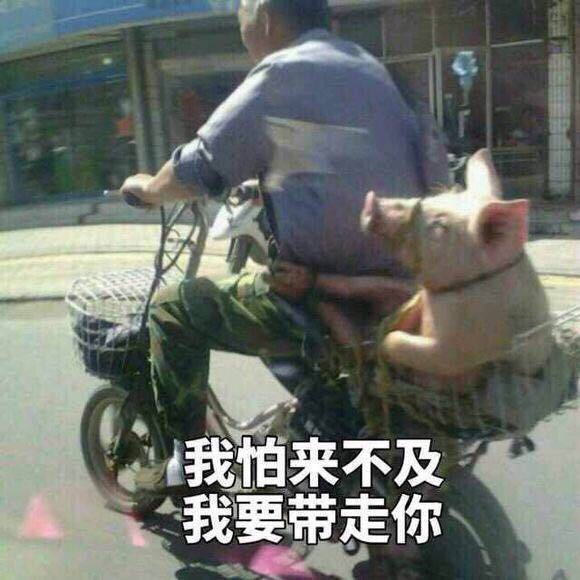 Pig riding an electric scooter