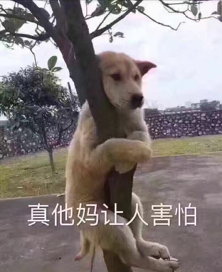 A dog in a tree