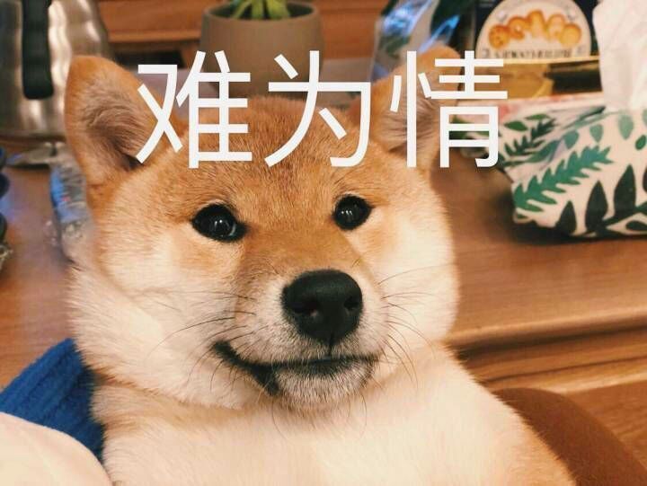 Shiba Inu Memes