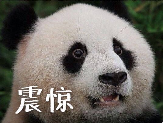 Shocking Panda